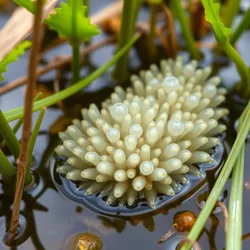 A natural symbiotic filtration system at work in a wetland environment