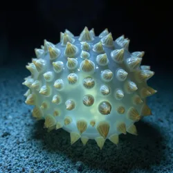 A Pustular Sea Potato displaying its characteristic warty protrusions in a pressurized observation tank