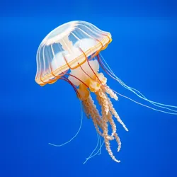 Jellyfish Floating Gracefully