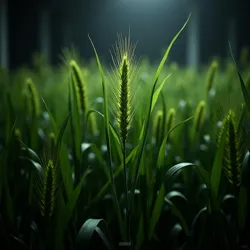 A specimen of self-illuminating wheat developed through dark agriculture techniques