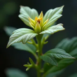 A rare specimen of obligate trogloflora displaying characteristic pale coloration and modified leaf structures