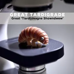 Tardigrade Under Microscope