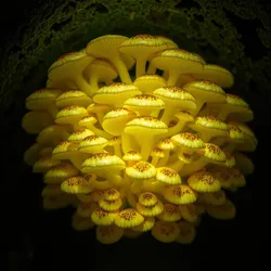 A thriving colony of luminescent pedal fungi displaying their characteristic circular growth pattern