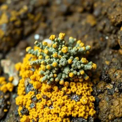 A colony of Wealth Indicating Lichens growing on a vein of transmuted gold