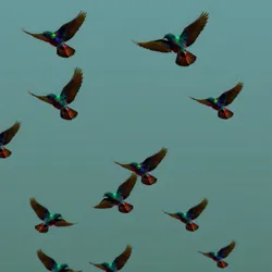 A flock of Chromatic Starlings in flight