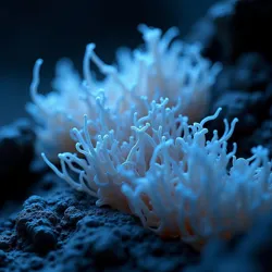 Shows the dense, web-like mycelium of Mycelia Aphrodisia, characterized by pale, opalescent white threads with a faint bluish luminescence in the darkness of Underdark caverns.