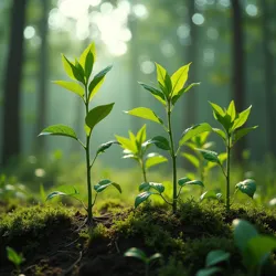 Time-lapse botanical study